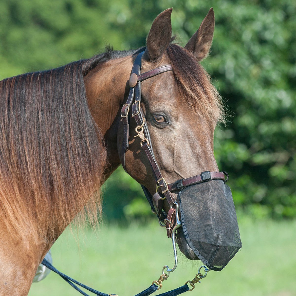 Cashel Quiet Ride Nose Net, Fly Dust & Insect Protection