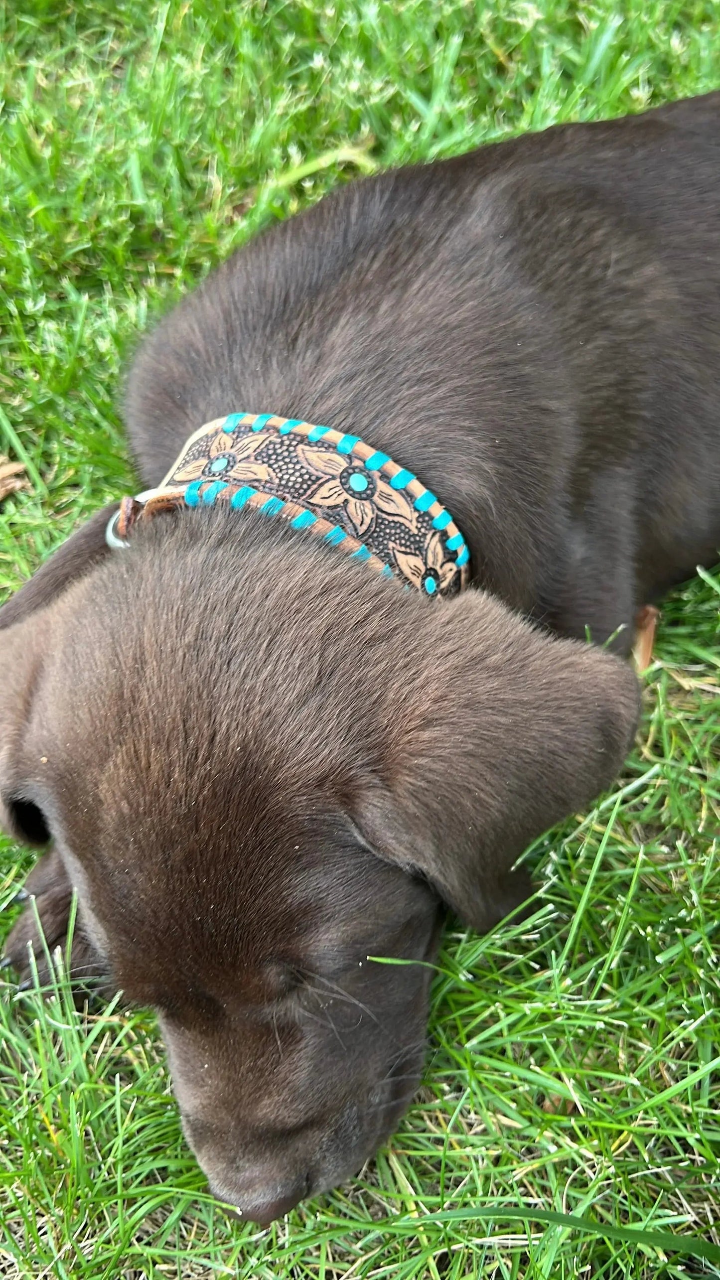 Genuine leather dog collar with teal rawhide