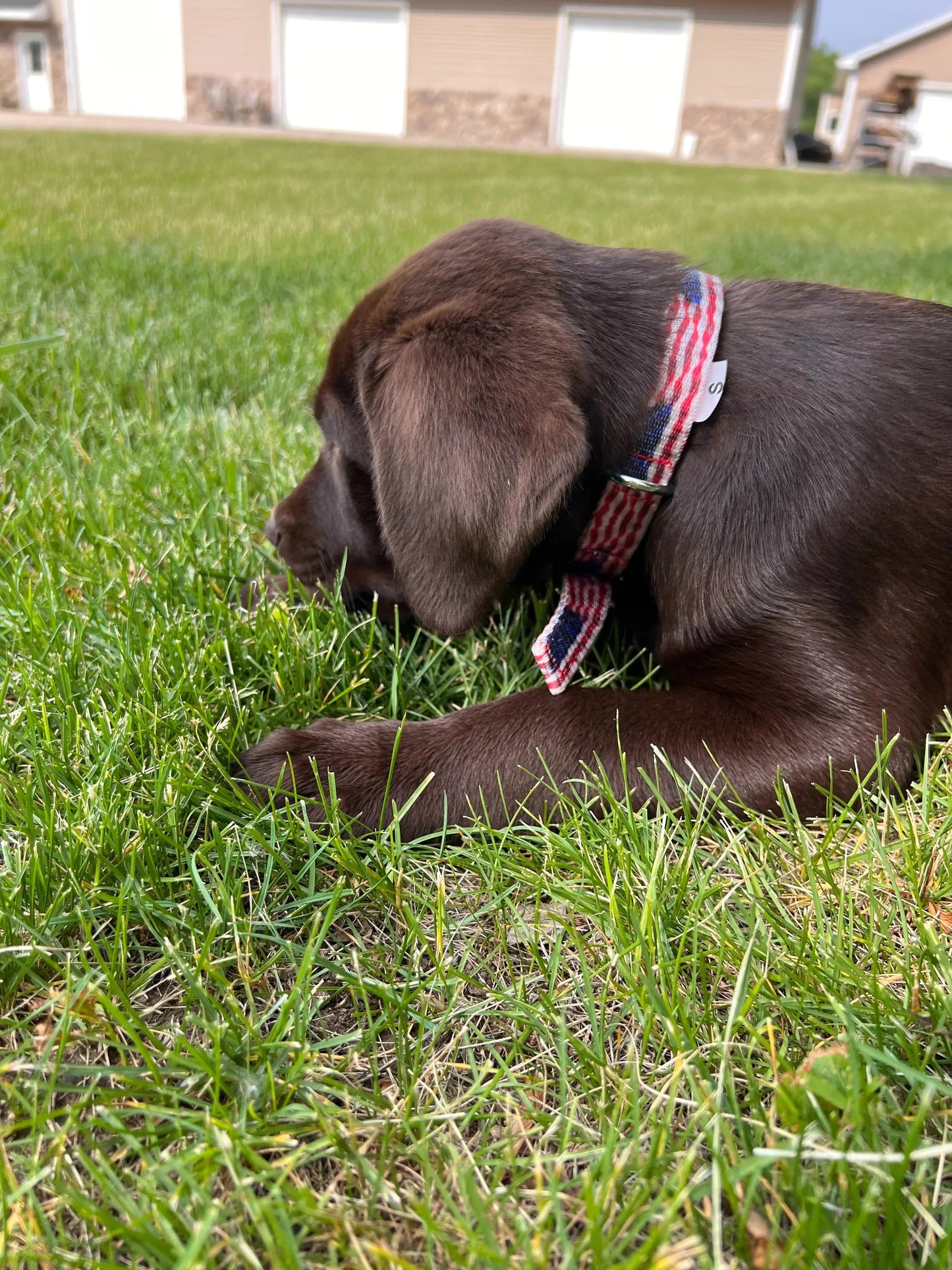 American Flag designed nylon dog collar