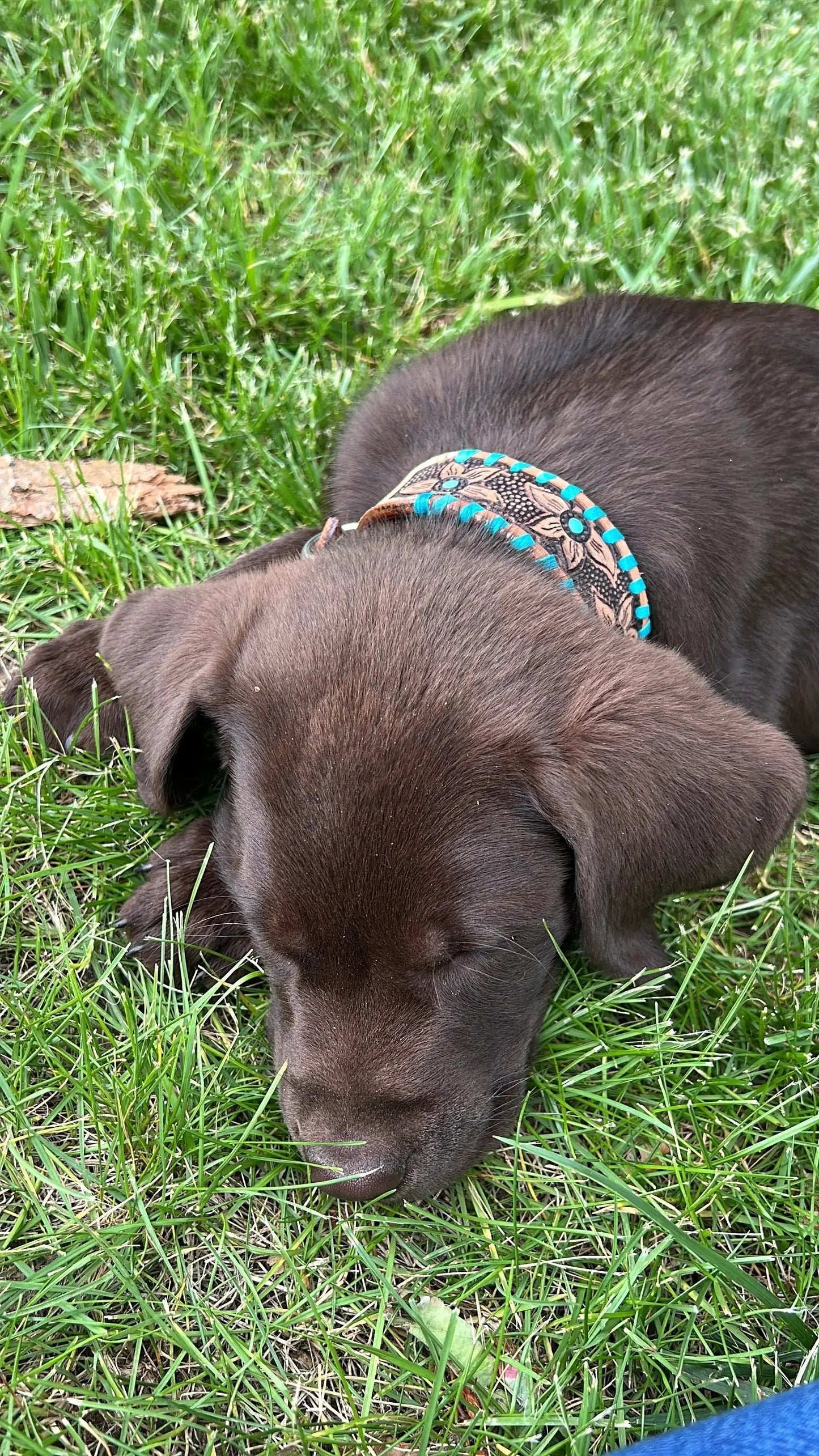 Genuine leather dog collar with teal rawhide