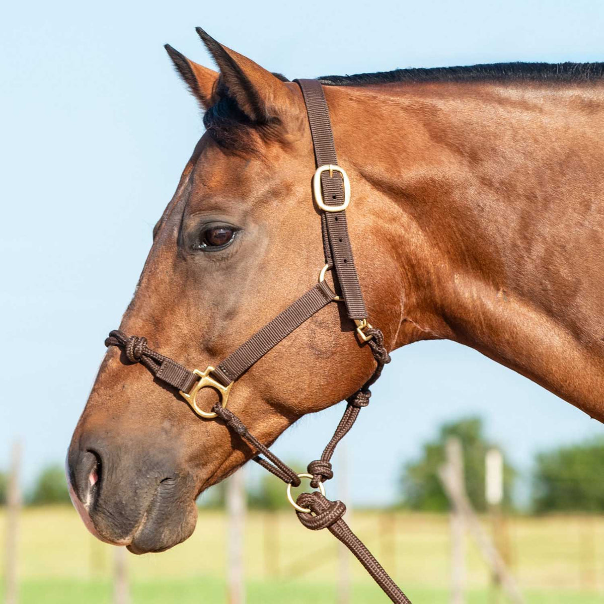 Cashel Nylon and Rope Halter