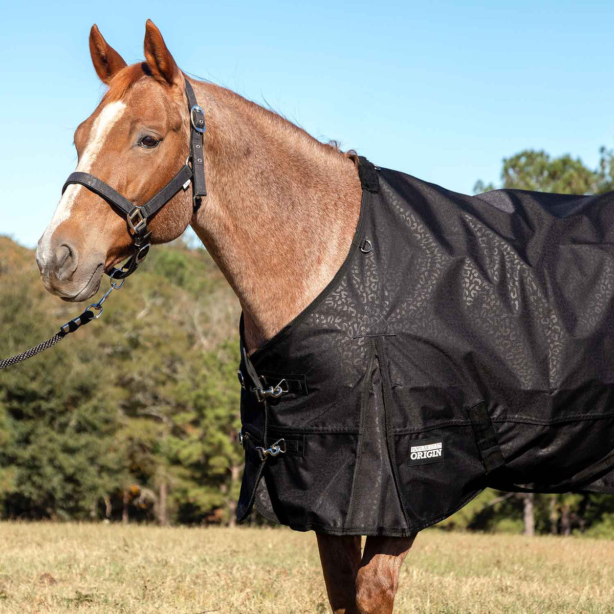 Jeffers Poplar Head "Origin" 600D Medium Weight Turnout Blanket, 240g | Waterproof & Breathable Horse Blanket