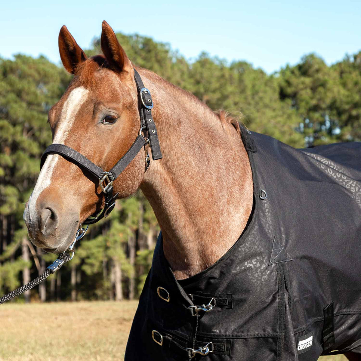 Jeffers Poplar Head "Origin" 600D Medium Weight Turnout Blanket, 240g | Waterproof & Breathable Horse Blanket